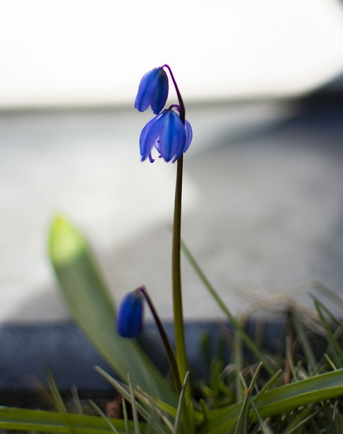 flowers  snowdrops  spring