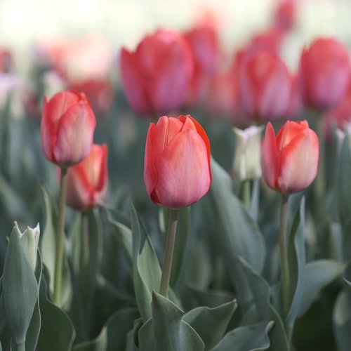 flowers  tulip  red