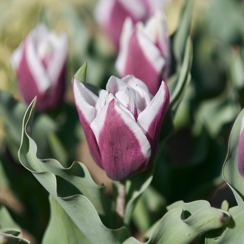 flowers  tulip  purple