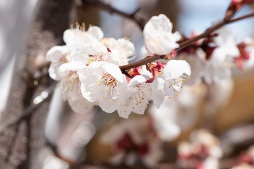 flowers  white  branch