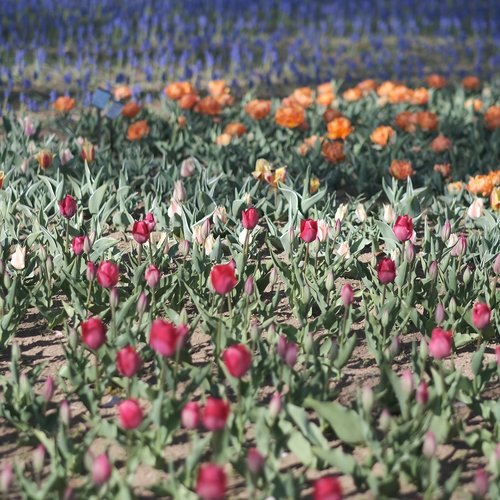flowers  tulip  garden
