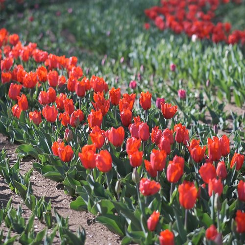 flowers  tulip  red