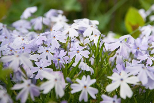 flowers  spring  garden