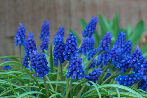 flowers  baur bubchen  blue flowers