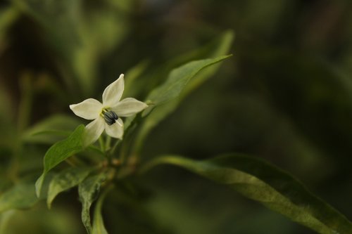 flowers  plant  nature