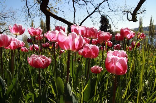 flowers  field  tulip
