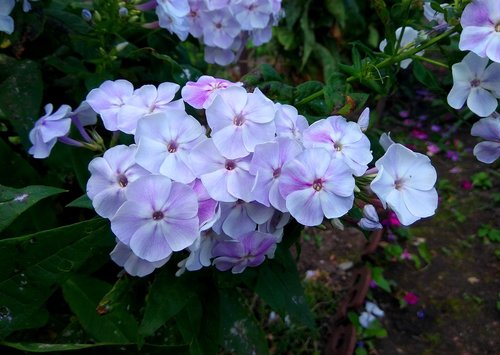 flowers  plants  flora