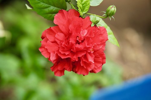 flowers  red  duple