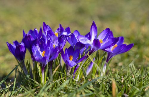 flowers  flower  grass