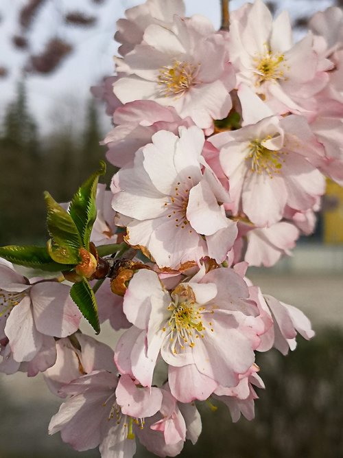 flowers  pink  nature