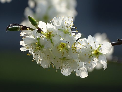 flowers  close up  nature