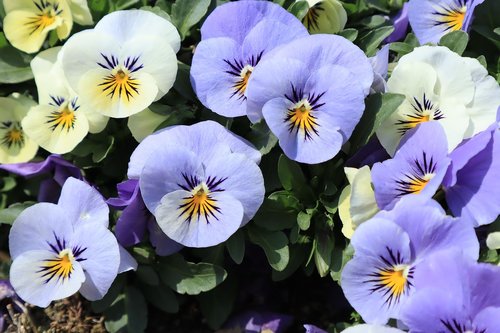 flowers  pansy  purple