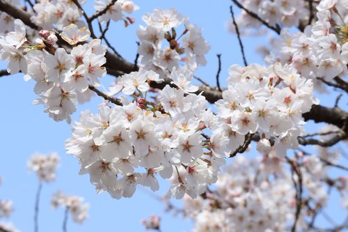 flowers  cherry blossoms  flowering