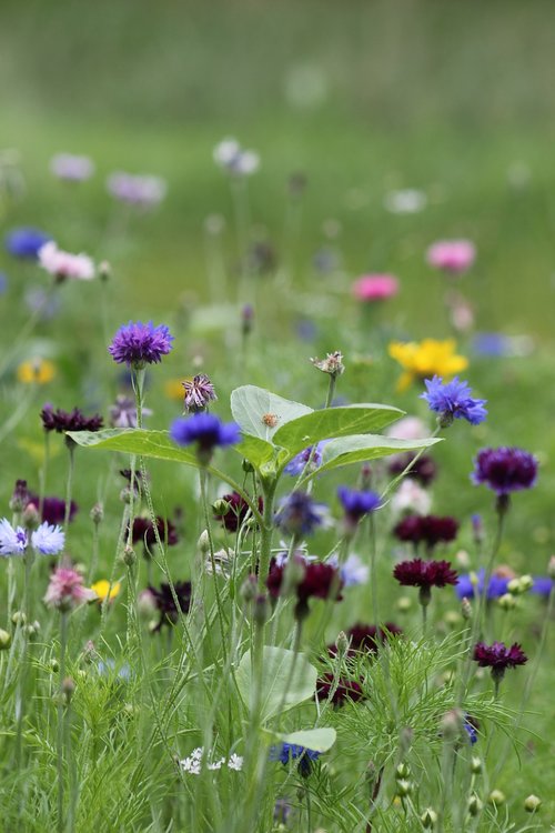 flowers  flower meadow  meadow