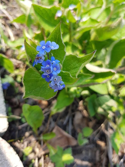 flowers  blue  garden