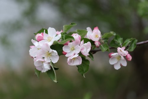 flowers  white  casey