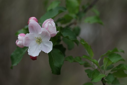 flowers  white  casey