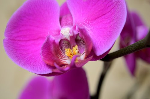 flowers  orchid  blossomed