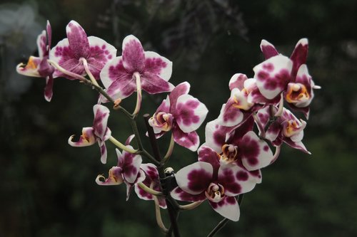 flowers  orchids  exotic