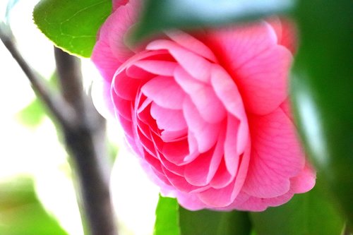 flowers  pink  camellia
