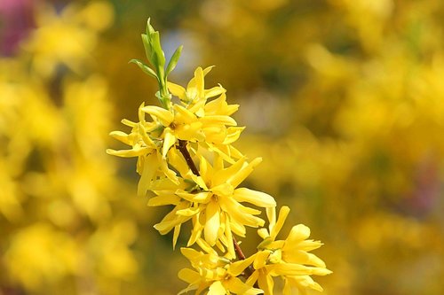 flowers  bush  yellow