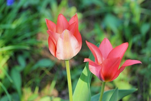 flowers  tulips  spring