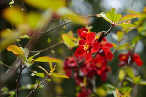 flowers  natural  landscape