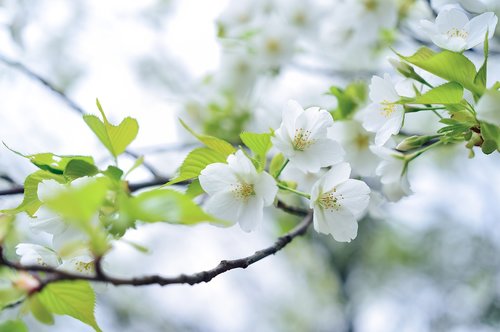 flowers  natural  landscape