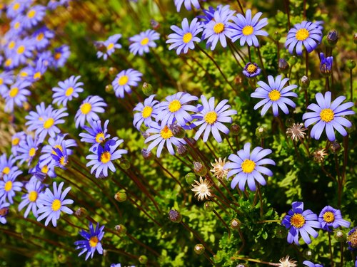 flowers  purple  yellow