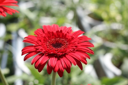 flowers  nature  red