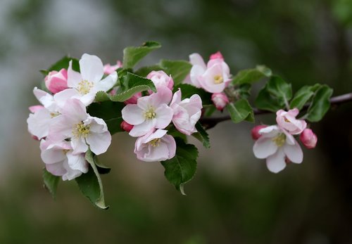 flowers  pink  casey