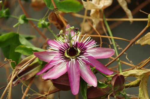 flowers  wildflower  nature