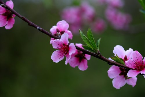 flowers  pink  casey