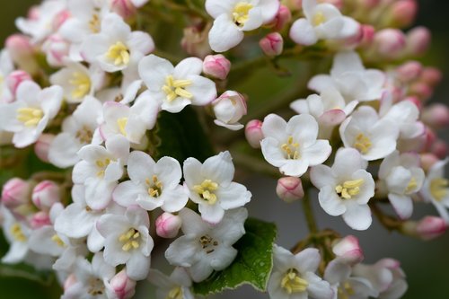 flowers  flower  nature