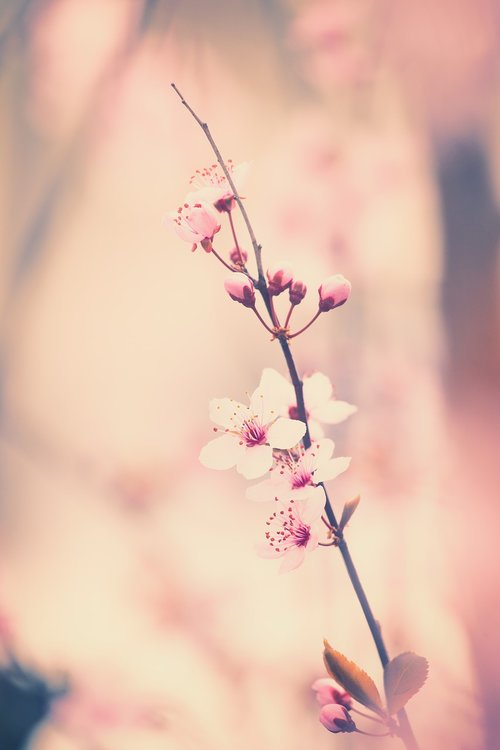 flowers  cherry tree  spring