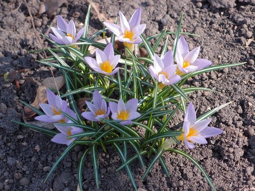 flowers  spring  spring flowers