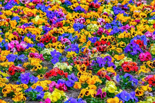 flowers  texture  farben