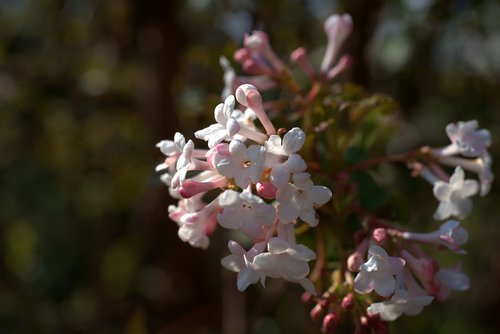 flowers  branch  spring