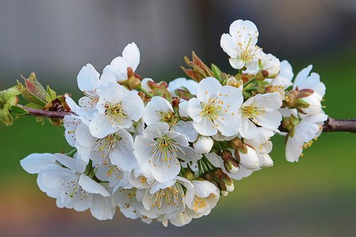 flowers  branch  apple tree