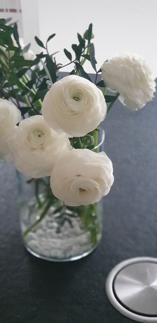 flowers  white  summer