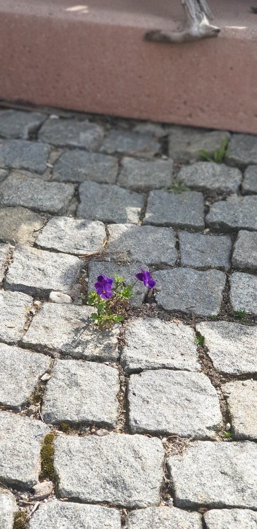 flowers  road  purple