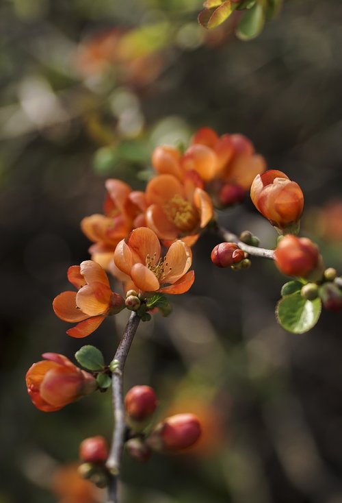 flowers  orange  plant