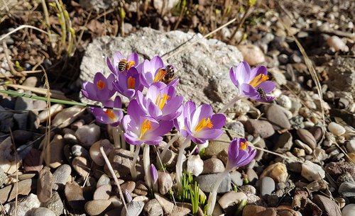 flowers  spring  nature