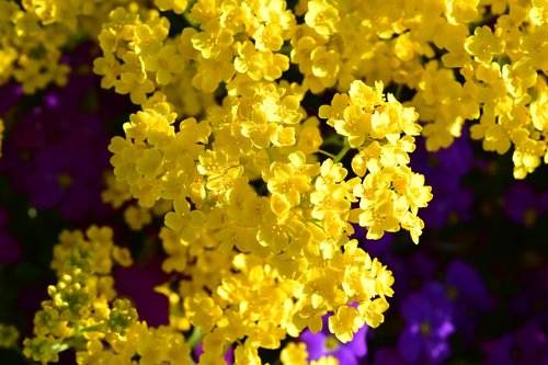 flowers  yellow flowers  spring-flowering