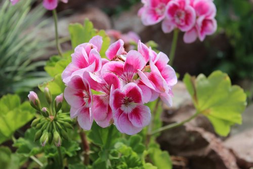 flowers  pink  nature