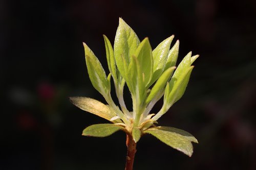 flowers  bud  nature