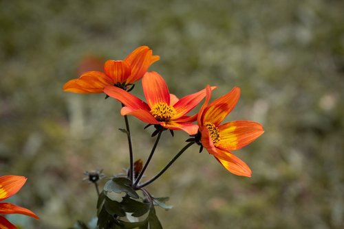 flowers  orange  garden