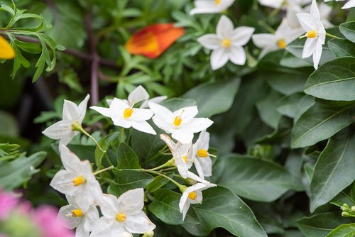 flowers  white  bloom