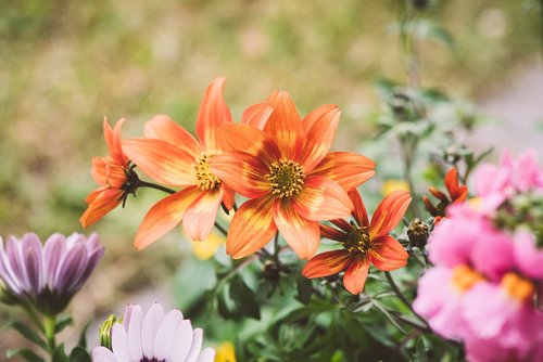 flowers  colorful  orange