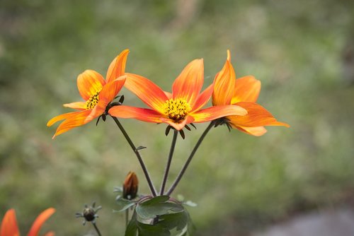 flowers  orange  garden